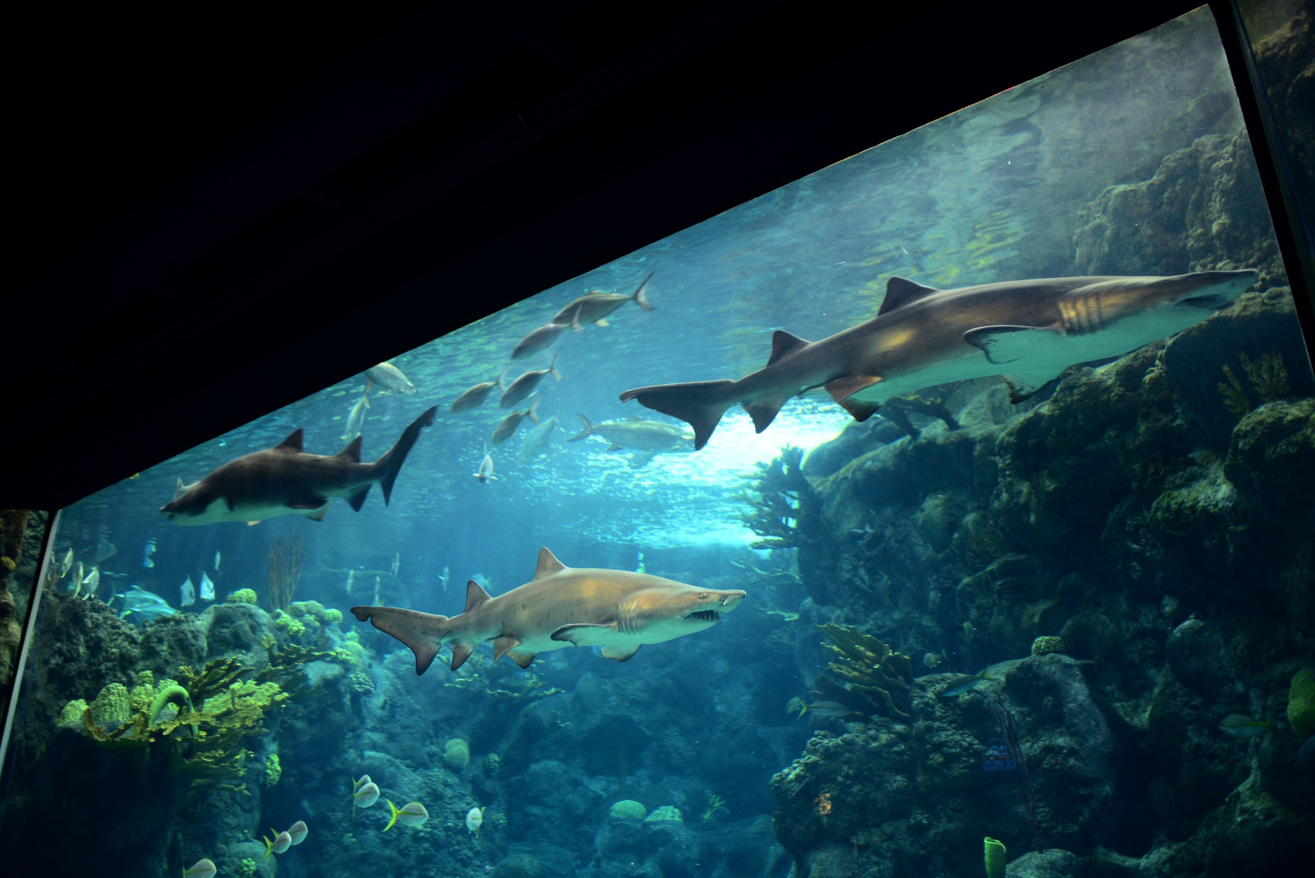 Tampa, FL, USA - February 9, 2015: Sharks swiming in tanks inside Tampa Aquarium
